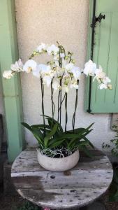 Composition de plantes orchidées